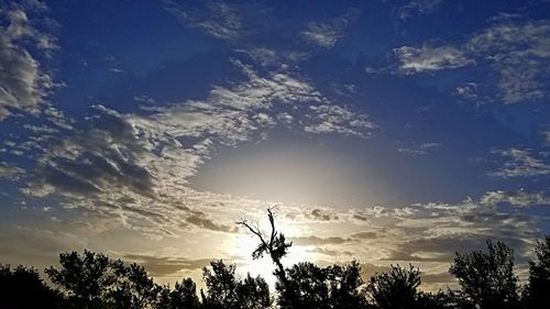 Low angle view of silhouette trees against sky during sunset