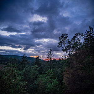 Plants growing on land against sky at dusk