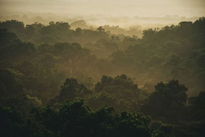 Trees in forest against sky during sunset