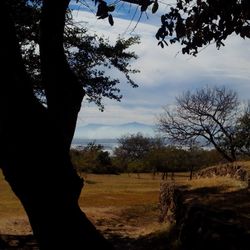 Bare trees on landscape against cloudy sky