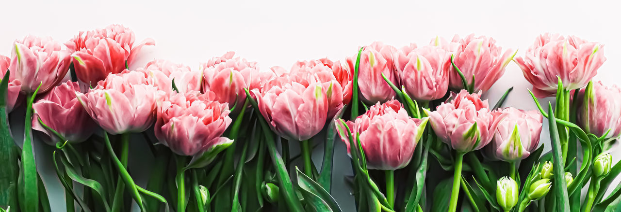 CLOSE-UP OF PINK TULIP FLOWERS