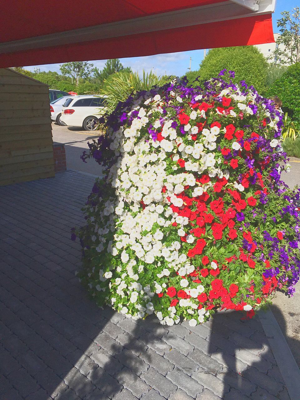 FLOWERS GROWING ON TREE