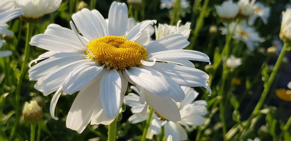 Close-up of white flowering plants