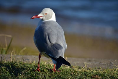 Close-up of bird perching on a field