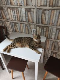 High angle view of cat sitting on chair