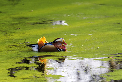 Duck swimming in a lake