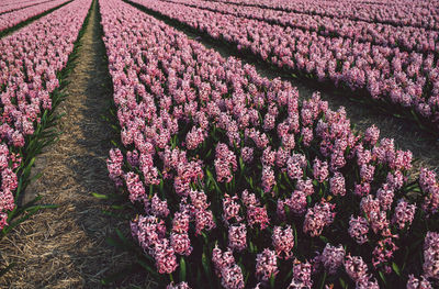 Close-up of pink flowering plant on field