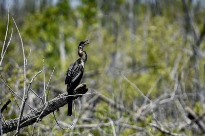 Apopka wildlife drive