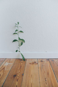 Close-up of plant on table