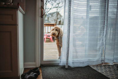 Dog at entrance of house