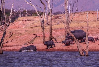 View of horses on land