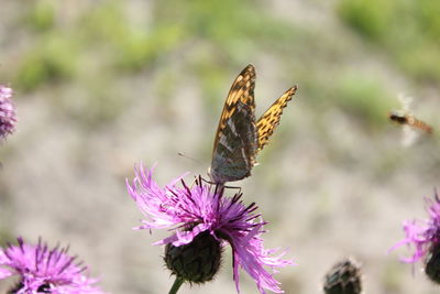 Close-up of butterfly pollinating on pink thistle