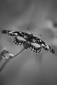 Close-up of butterfly