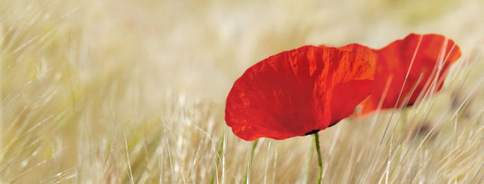 Close-up of red poppy flower on field