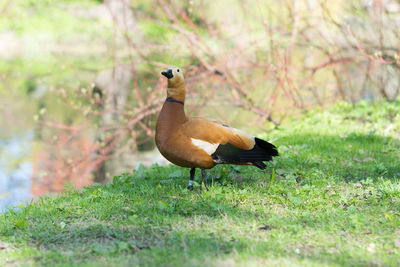 Midsection of goose