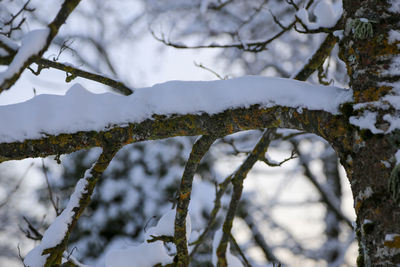 Close-up of snow on branch