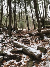 Trees in forest during winter