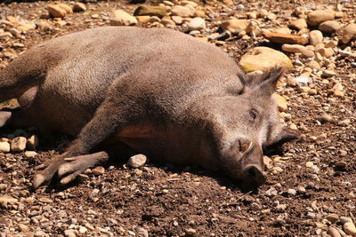 High angle view of wild boar resting 