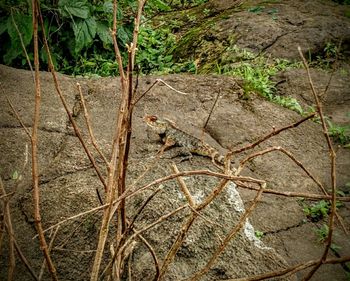 Plants growing in the dark