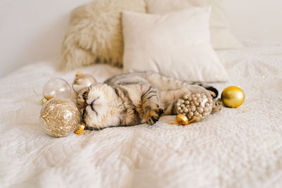 A cat of the scottish straight cat breed sits on a bed. good new year spirit.