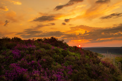 Scenic view of pink flowering plants against sky during sunset