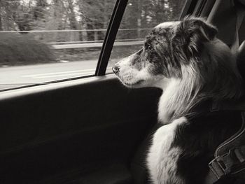 Close-up of dog looking through car window
