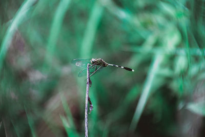 Close-up of dragonfly on plant