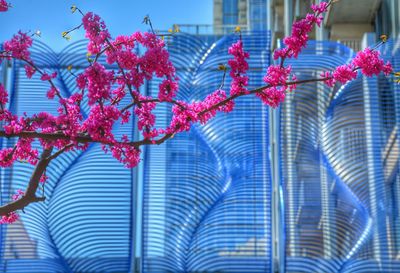 Low angle view of pink flowers