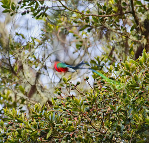 Bird perching on branch of flower