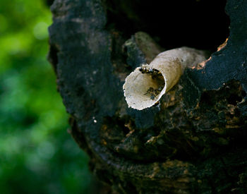 Close-up of crab on tree