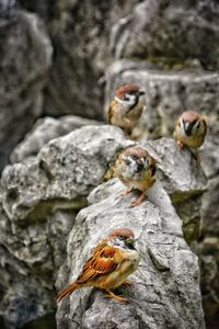 Close-up of birds on rock