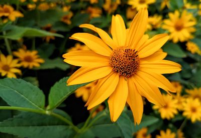 Close-up of yellow flowering plant