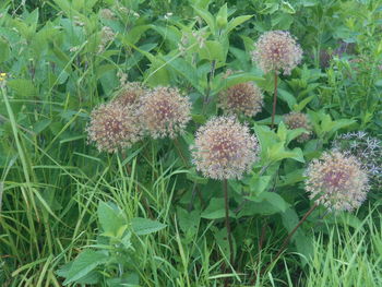 plant
