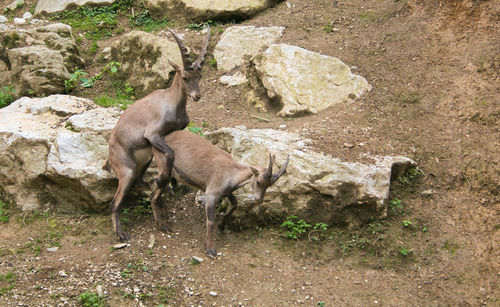 Funny animals portrait of two alpine ibex in love in the julian alps, slovenia