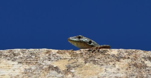 Close-up of a lizard on rock