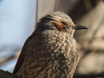 Close-up of bird