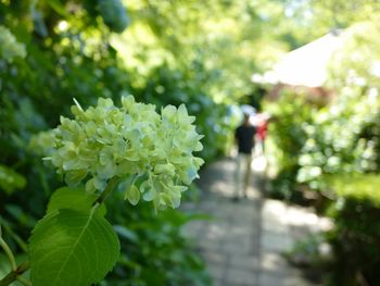 Close-up of flowering plant in park