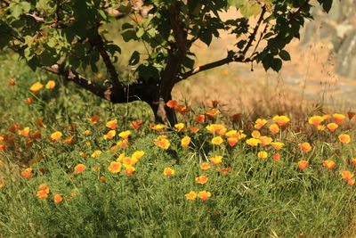 plant