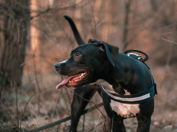 Dog looking away