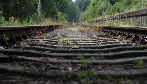 Surface level of railroad tracks in forest