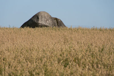 grassland