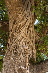 Close-up of tree trunk