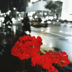 Close-up of red flowers