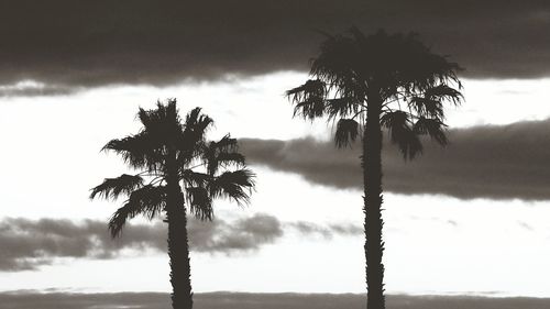 Silhouette palm trees against sky