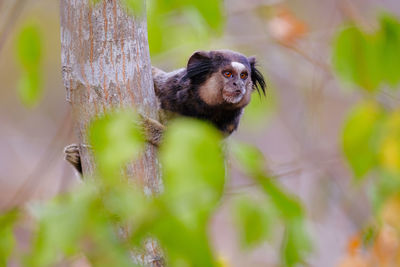 Close-up of a monkey