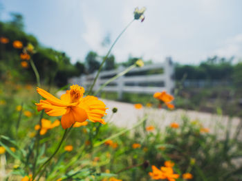 Close-up of yellow flowering plant on field