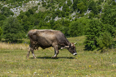 Side view of a cow on landscape