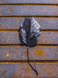 Close-up of plant against wall