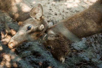 High angle view of deer fighting in zoo
