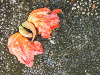 High angle view of orange flower on leaf